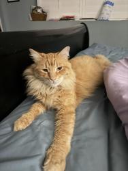 Lost Male Cat last seen Grove and east Palm , Redlands, CA 92374