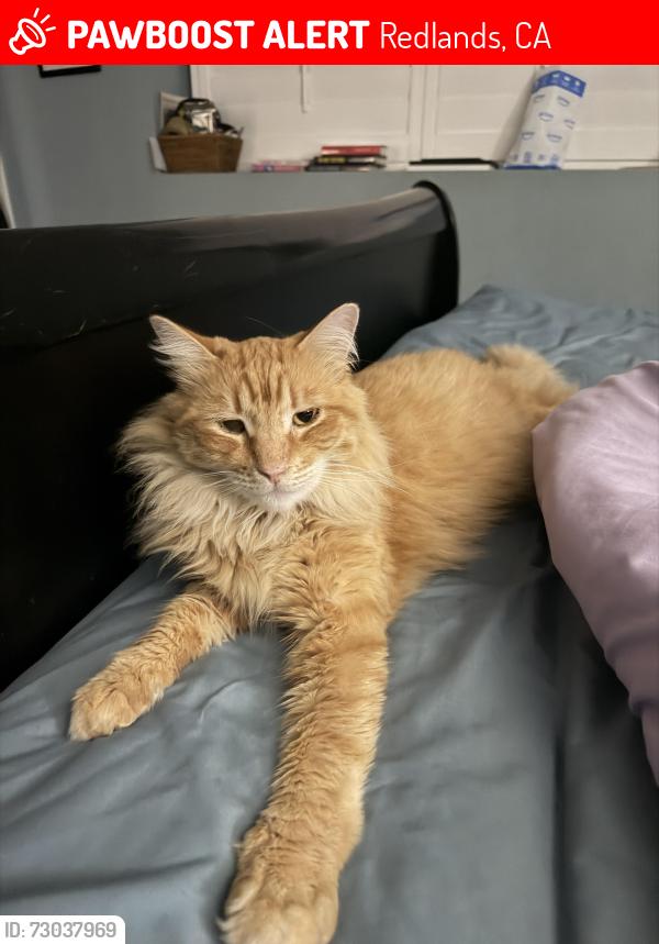 Lost Male Cat last seen Grove and east Palm , Redlands, CA 92374