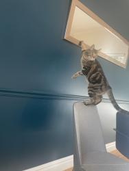 Lost Male Cat last seen neighborhood near Ogden Athletic Club/South Ogden Nature Park, South Ogden, UT 84405