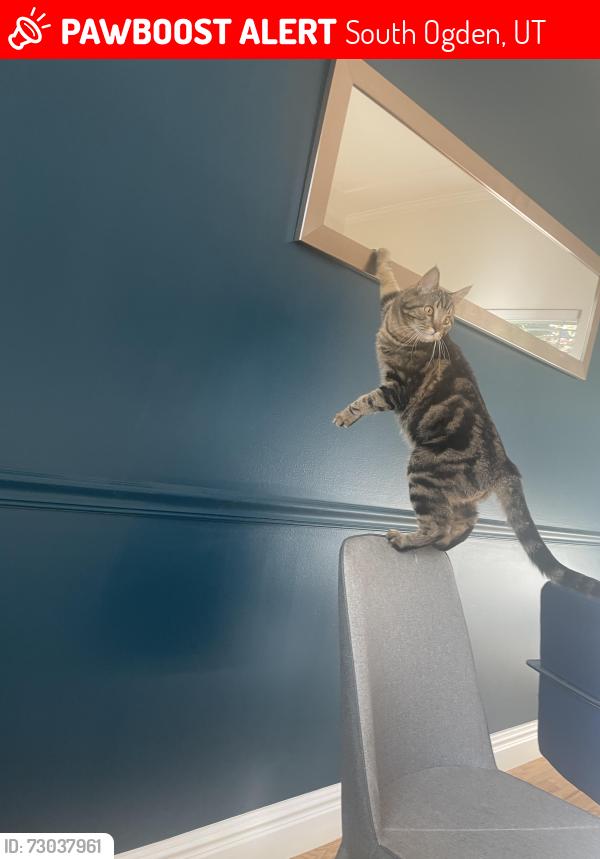 Lost Male Cat last seen neighborhood near Ogden Athletic Club/South Ogden Nature Park, South Ogden, UT 84405