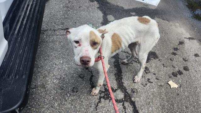 Shelter Stray Female Dog last seen Near BLOCK VAUGHAN ST, DETROIT, MI 48228, 7401 Chrysler Dr, Detroit, MI 48211, USA