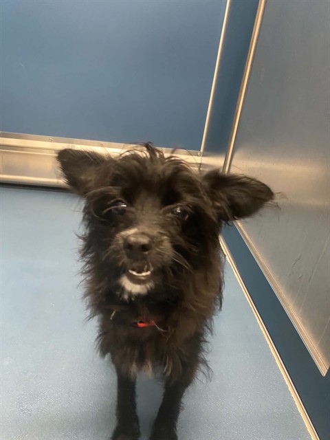 Shelter Stray Female Dog last seen Near BLOCK W. WARREN AVE, DETROIT MI 48201, 7401 Chrysler Dr, Detroit, MI 48211, USA