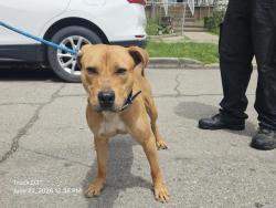 Shelter Stray Male Dog last seen Near BLOCK GRAND RIVER AVE, DETROIT, MI 48204, 7401 Chrysler Dr, Detroit, MI 48211, USA
