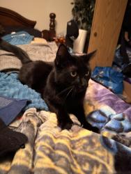 Lost Male Cat last seen Forest gate Chilliwack , Chilliwack, BC V4Z 0C7