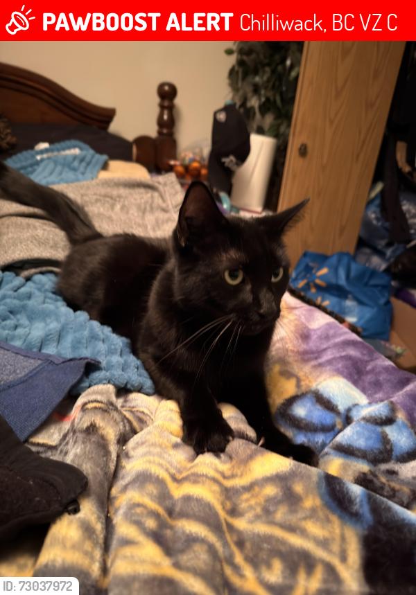 Lost Male Cat last seen Forest gate Chilliwack , Chilliwack, BC V4Z 0C7