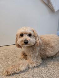Reunited Male Dog last seen Guinea Road & King David, Fairfax, VA 22032