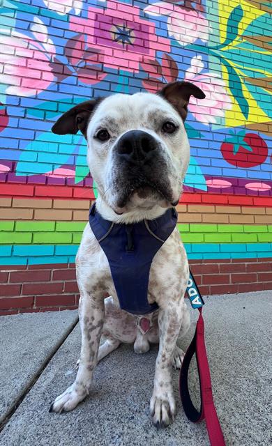 Shelter Stray Male Dog last seen CHARLOTTE, 8315 Byrum Dr, Charlotte, NC 28217, USA