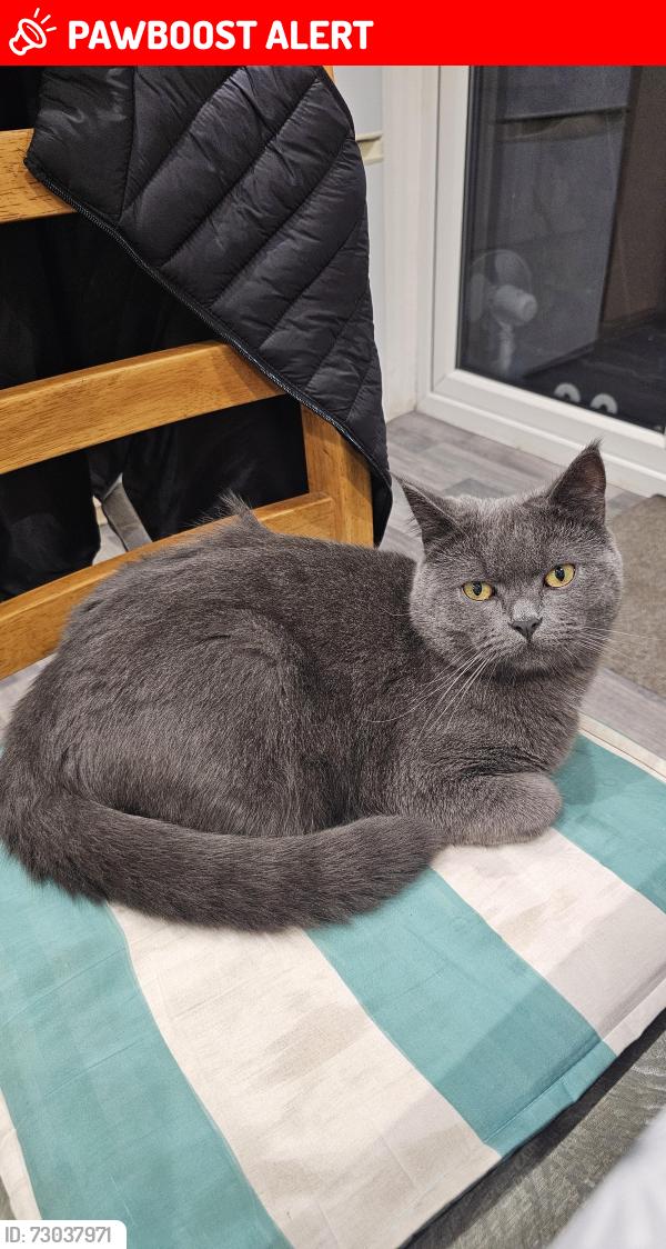 Lost Male Cat last seen Grove Road RM6 4AG, Greater London, England RM6 4AG