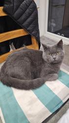 Lost Male Cat last seen Grove Road RM6 4AG, Greater London, England RM6 4AG