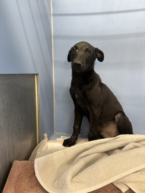 Shelter Stray Male Dog last seen HIGHLAND X CALIFORNIA, 333 Chandler Pl, San Bernardino, CA 92408, USA