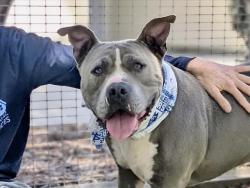 Shelter Stray Male Dog last seen , 957 N Gaffey St, San Pedro, CA 90731, USA