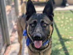 Shelter Stray Male Dog last seen , 957 N Gaffey St, San Pedro, CA 90731, USA
