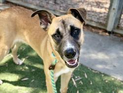 Shelter Stray Female Dog last seen , 957 N Gaffey St, San Pedro, CA 90731, USA
