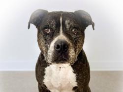 Shelter Stray Female Dog last seen , 957 N Gaffey St, San Pedro, CA 90731, USA