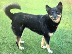 Shelter Stray Female Dog last seen , 14409 Vanowen St, Van Nuys, CA 91405, USA