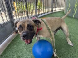 Shelter Stray Male Dog last seen , 14409 Vanowen St, Van Nuys, CA 91405, USA