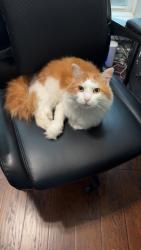 Reunited Male Cat last seen Weald Way and Cannaberry, Spring, TX 77388