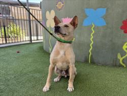 Shelter Stray Male Dog last seen , 14409 Vanowen St, Van Nuys, CA 91405, USA