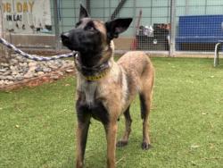 Shelter Stray Female Dog last seen , 14409 Vanowen St, Van Nuys, CA 91405, USA