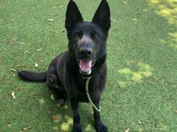 Shelter Stray Female Dog last seen , 14409 Vanowen St, Van Nuys, CA 91405, USA