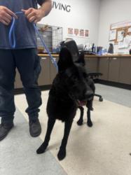 Shelter Stray Female Dog last seen , 14409 Vanowen St, Van Nuys, CA 91405, USA