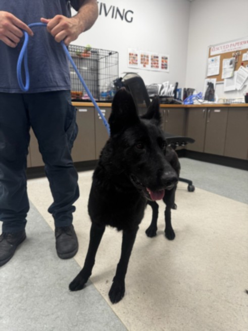 Shelter Stray Female Dog last seen , 14409 Vanowen St, Van Nuys, CA 91405, USA