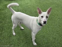 Shelter Stray Male Dog last seen , 14409 Vanowen St, Van Nuys, CA 91405, USA