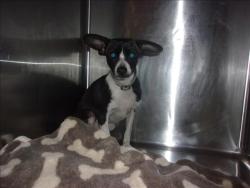Shelter Stray Male Dog last seen , 14409 Vanowen St, Van Nuys, CA 91405, USA