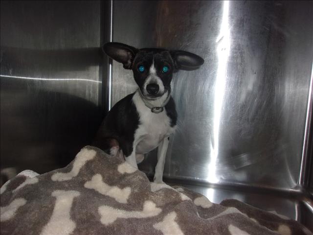 Shelter Stray Male Dog last seen , 14409 Vanowen St, Van Nuys, CA 91405, USA