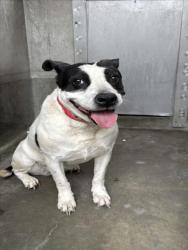 Shelter Stray Female Dog last seen , 1850 W 60th St, Los Angeles, CA 90047, USA