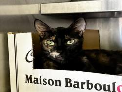 Shelter Stray Female Cat last seen , 1850 W 60th St, Los Angeles, CA 90047, USA
