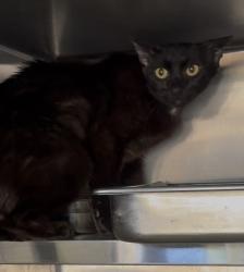 Shelter Stray Female Cat last seen , 1850 W 60th St, Los Angeles, CA 90047, USA