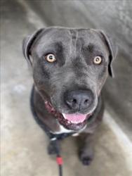 Shelter Stray Male Dog last seen , 1850 W 60th St, Los Angeles, CA 90047, USA