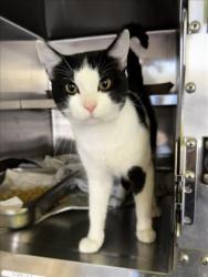 Shelter Stray Male Cat last seen , 1850 W 60th St, Los Angeles, CA 90047, USA
