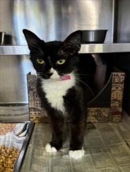 Shelter Stray Female Cat last seen , 1850 W 60th St, Los Angeles, CA 90047, USA
