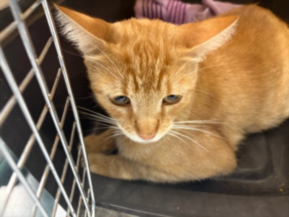 Shelter Stray Female Cat last seen , West Valley Animal Shelter, 20655 Plummer St, Chatsworth, CA 91311, USA