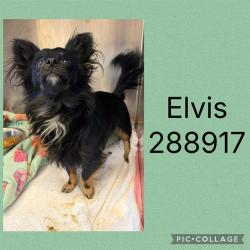 Shelter Stray Male Dog last seen I75S @ I16, 4214 Fulton Mill Rd, Macon, GA 31216, USA