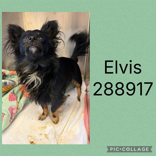 Shelter Stray Male Dog last seen I75S @ I16, 4214 Fulton Mill Rd, Macon, GA 31216, USA