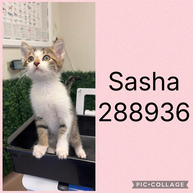 Shelter Stray Female Cat last seen ELM ST, 4214 Fulton Mill Rd, Macon, GA 31216, USA