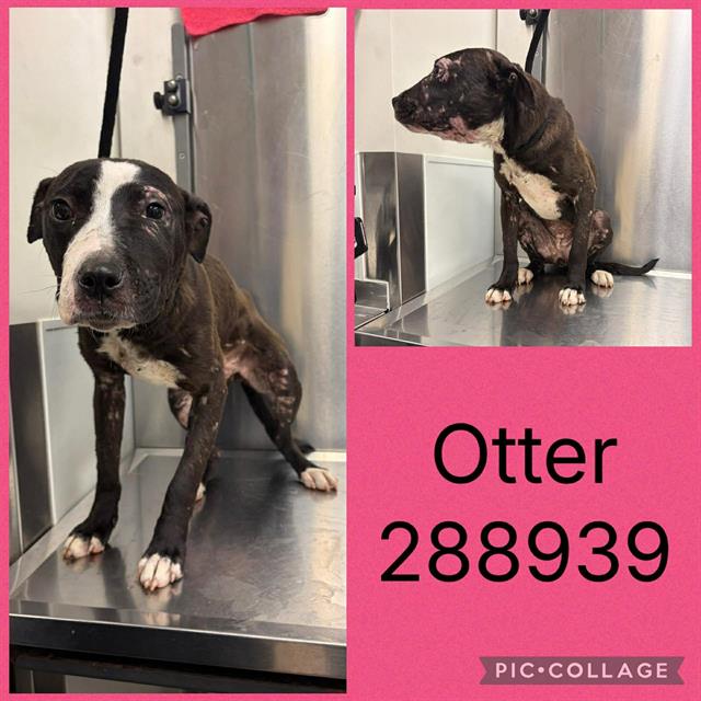 Shelter Stray Female Dog last seen MAGNOLIA DR, 4214 Fulton Mill Rd, Macon, GA 31216, USA