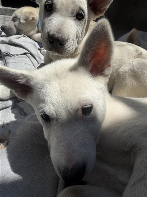 Shelter Stray Female Dog last seen , 11361 W Pico Blvd, Los Angeles, CA 90064, USA
