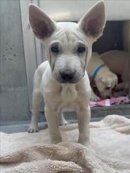 Shelter Stray Female Dog last seen , 11361 W Pico Blvd, Los Angeles, CA 90064, USA