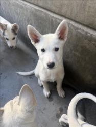 Shelter Stray Male Dog last seen , 11361 W Pico Blvd, Los Angeles, CA 90064, USA