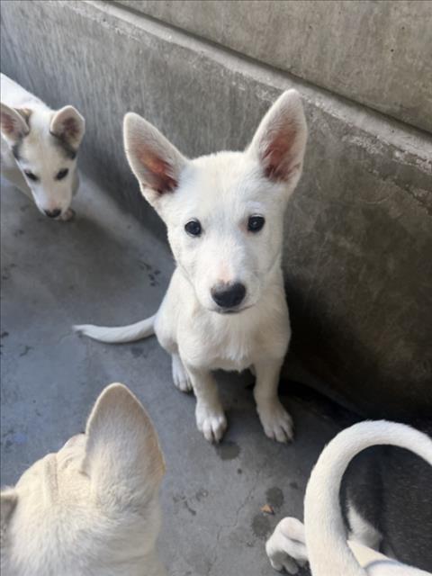 Shelter Stray Male Dog last seen , 11361 W Pico Blvd, Los Angeles, CA 90064, USA