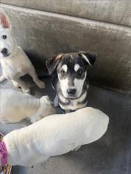 Shelter Stray Male Dog last seen , 11361 W Pico Blvd, Los Angeles, CA 90064, USA