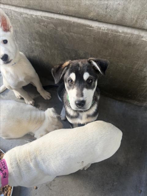 Shelter Stray Male Dog last seen , 11361 W Pico Blvd, Los Angeles, CA 90064, USA