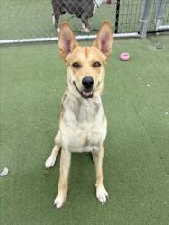 Shelter Stray Male Dog last seen , 11361 W Pico Blvd, Los Angeles, CA 90064, USA