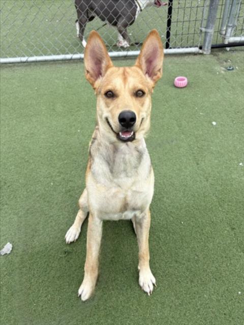 Shelter Stray Male Dog last seen , 11361 W Pico Blvd, Los Angeles, CA 90064, USA