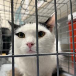 Shelter Stray Female Cat last seen Near BLOCK ROYAL DR, LAS VEGAS NV 89103, 655 N Mojave Rd, Las Vegas, NV 89101, USA