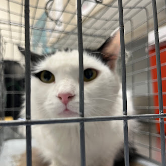 Shelter Stray Female Cat last seen Near BLOCK ROYAL DR, LAS VEGAS NV 89103, 655 N Mojave Rd, Las Vegas, NV 89101, USA